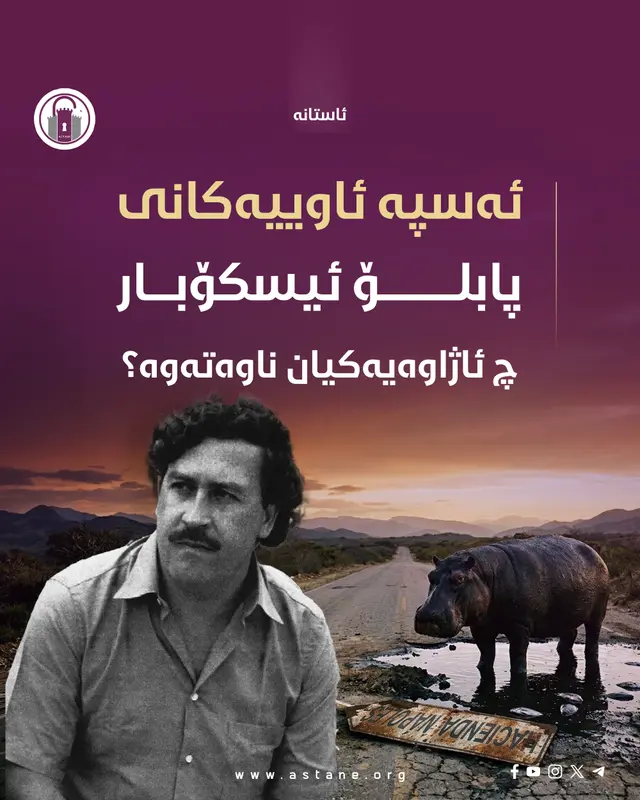 ئەسپە ئاوییەکانی پابلۆ ئیسکۆبار چ ئاژاوەیەکیان ناوەتەوە؟